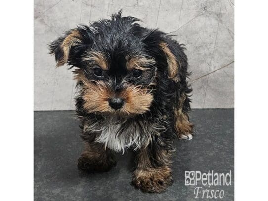 [#33849] Black / Tan Female Yorkshire Terrier Puppies for Sale