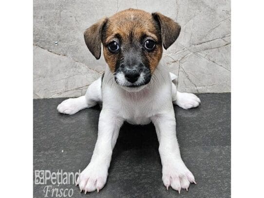 [#33857] White Female Jack Russell Terrier Puppies for Sale