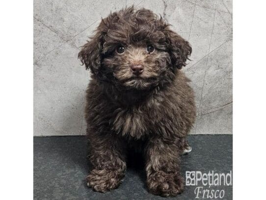 [#33860] Chocolate Male Poodle Puppies for Sale