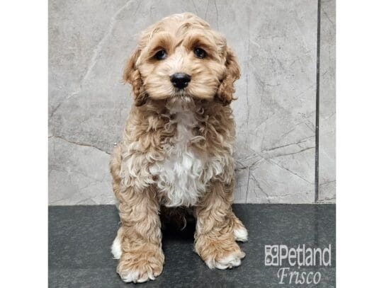 [#33843] Apricot Male Goldendoodle Mini 2nd Gen Puppies for Sale