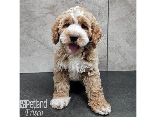 [#33842] Apricot Male Goldendoodle Mini 2nd Gen Puppies for Sale