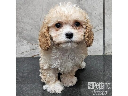 [#33841] Apricot Female Cavapoo Puppies for Sale