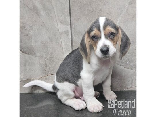 [#33838] Blue White / Tan Male Beagle Puppies for Sale