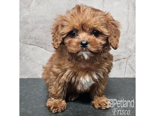 [#33839] Apricot Male Cavapoo Puppies for Sale