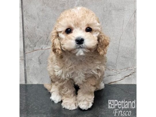 [#33840] Apricot Female Cavapoo Puppies for Sale