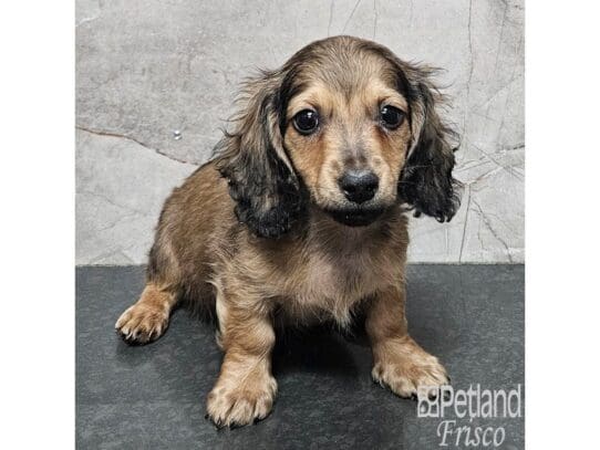 [#33837] Wild Boar Male Miniature Dachshund Puppies for Sale