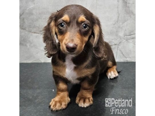 [#33836] Chocolate / Tan Female Miniature Dachshund Puppies for Sale