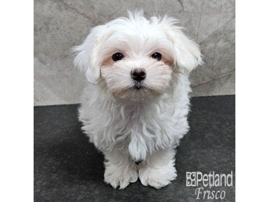 [#33835] White Female Maltese Puppies for Sale