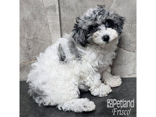 [#33834] Blue Merle Female Poodle Puppies for Sale