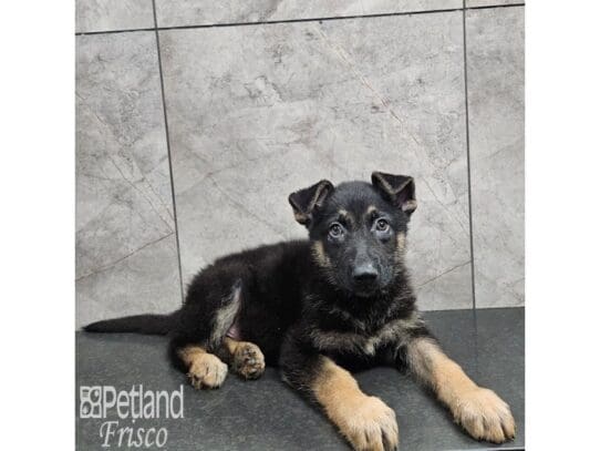 [#33833] Black / Tan Male German Shepherd Dog Puppies for Sale