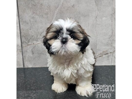 [#33832] Brown / White Female Malshi Puppies for Sale