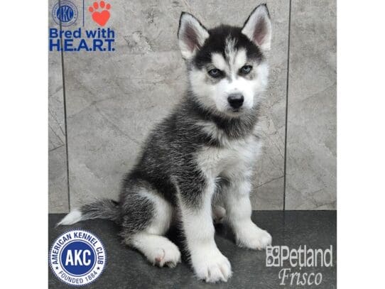 [#33853] Black / White Male Siberian Husky Puppies for Sale