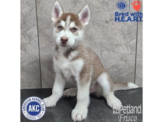 [#33854] Red / White Male Siberian Husky Puppies for Sale
