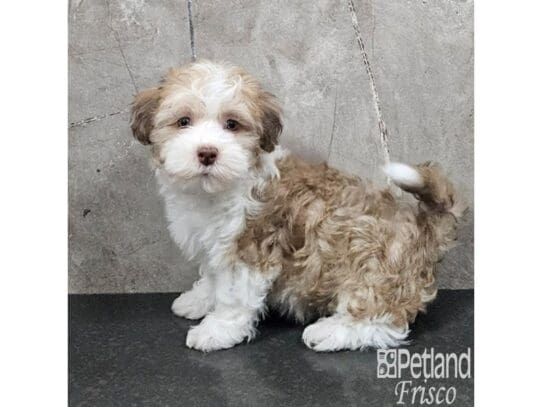 [#33846] Champagne Male Havanese Puppies for Sale