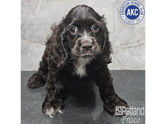 [#33880] Chocolate Female Cocker Spaniel Puppies for Sale