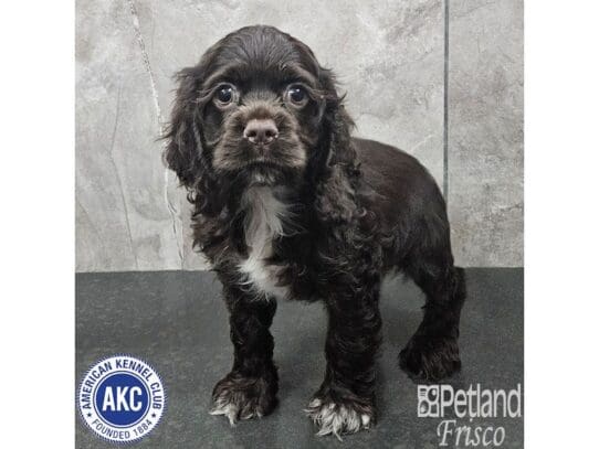 [#33881] Chocolate Female Cocker Spaniel Puppies for Sale