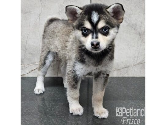 [#33879] Blk & Wht Male Alaskan Klee Kai Puppies for Sale