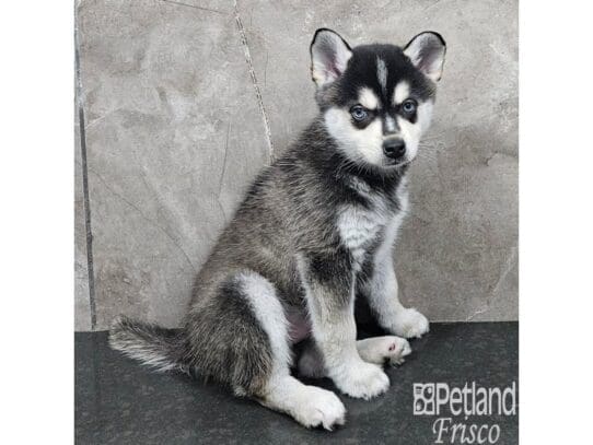 [#33878] Blk & Wht Male Alaskan Klee Kai Puppies for Sale
