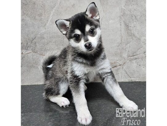 [#33877] Blk & Wht Male Alaskan Klee Kai Puppies for Sale