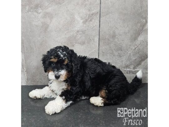 [#33872] Blk Wht Tan Male Bernedoodle F1B Puppies for Sale