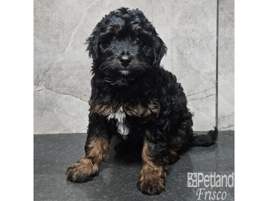 [#33871] Black & Tan Male Bernedoodle F1B Puppies for Sale