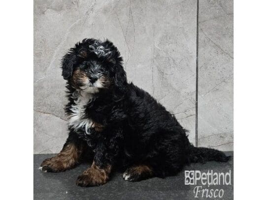 [#33874] Black & Tan Male Bernedoodle F1B Puppies for Sale