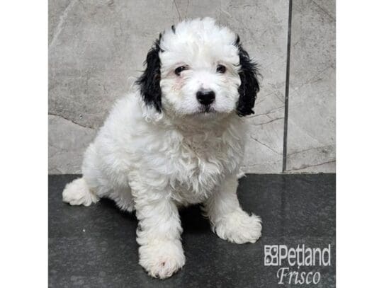 [#33873] White w/ Blk Female Bernedoodle F1B Puppies for Sale