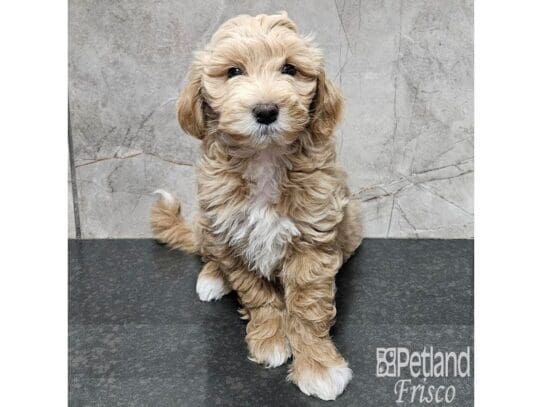 [#33867] Cream Female Goldendoodle Mini F1b Puppies for Sale