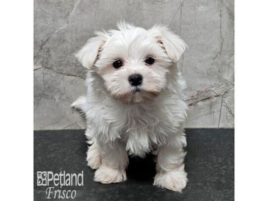 [#33898] White Male Maltese Puppies for Sale