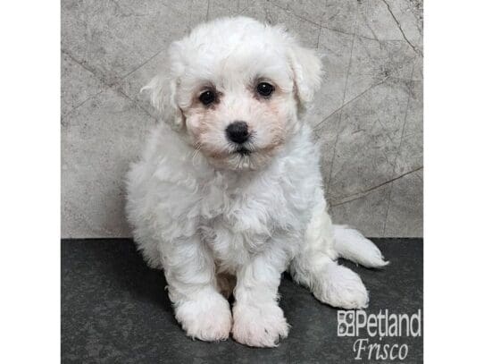 [#33897] White Male Bichon Frise Puppies for Sale