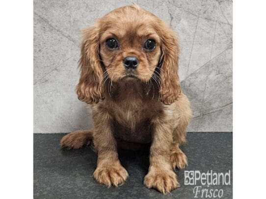 [#33892] Ruby Female Cavalier King Charles Spaniel Puppies for Sale