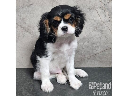 [#33891] Tri-Colored Male Cavalier King Charles Spaniel Puppies for Sale