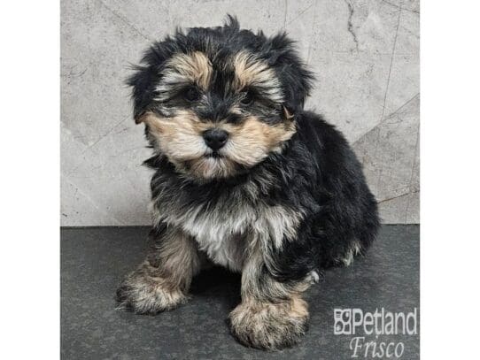 [#33889] Black / Tan Male Yorkiepoo Puppies for Sale