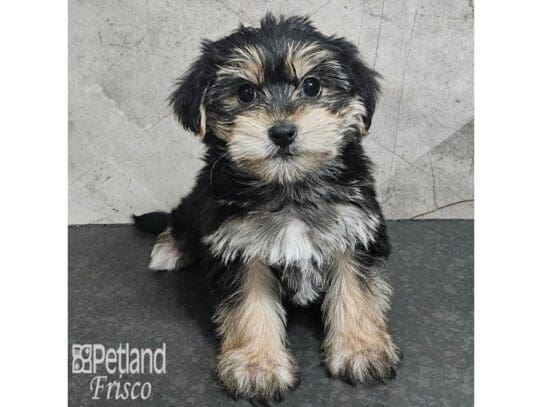 [#33888] Black / Tan Female Yorkiepoo Puppies for Sale