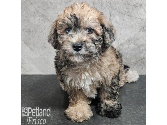 [#33887] Wheaten Female Whoodle Mini Puppies for Sale