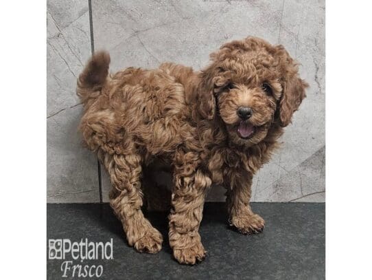 [#33886] Female Poodle Puppies for Sale