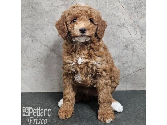 [#33885] Female Poodle Puppies for Sale