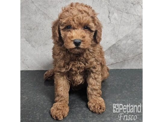 [#33884] Male Poodle Puppies for Sale