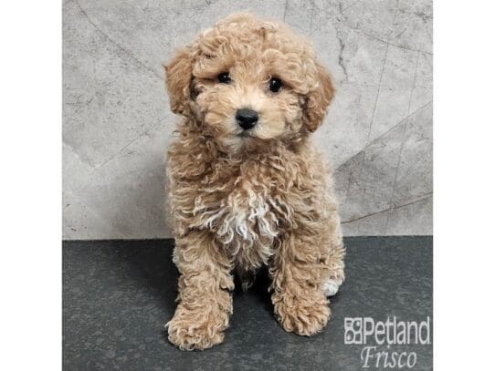 [#33883] Male Bichonpoo Puppies for Sale