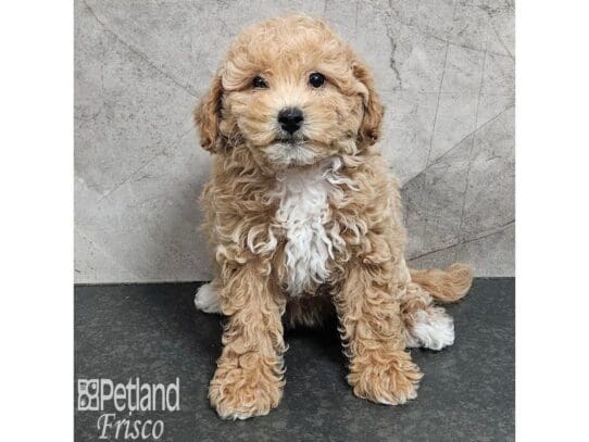 [#33882] Female Bichonpoo Puppies for Sale
