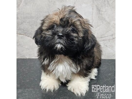 [#33901] Brown / White Male Teddy Bear Puppies for Sale