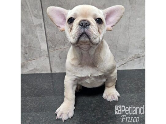 [#33896] Cream Female French Bulldog Puppies for Sale