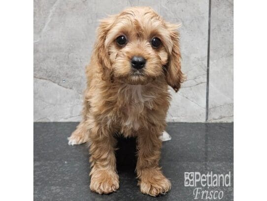 [#33894] Red Female Cavapoo Puppies for Sale