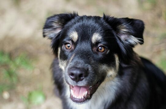 Miniature American Shepherd Facts You May Not Know