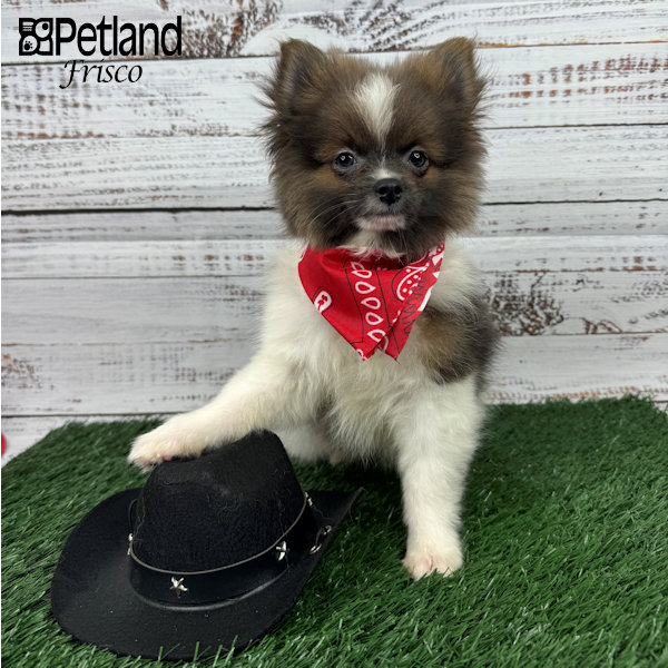 Pomeranian Puppies Petland Frisco, Texas