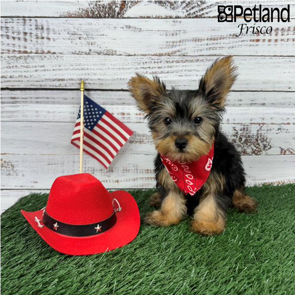 Yorkshire Terrier Puppies Petland Frisco, Texas
