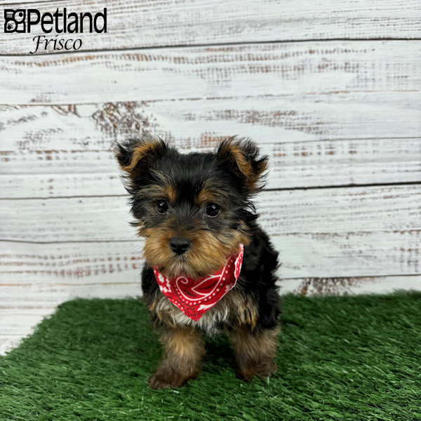 Yorkshire Terrier Puppies Petland Frisco, Texas