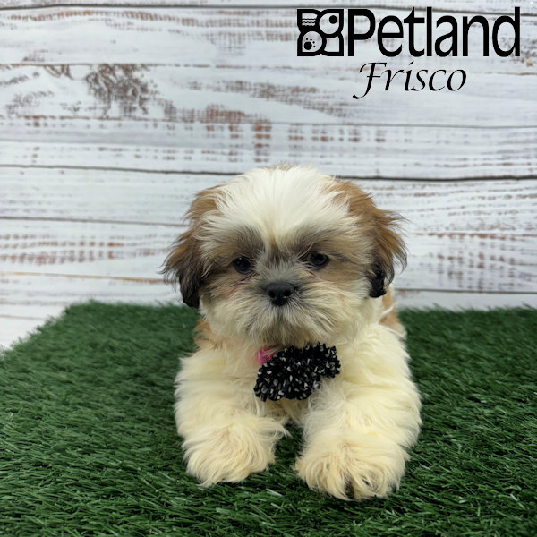 Shih Tzu Puppies Petland Frisco, Texas