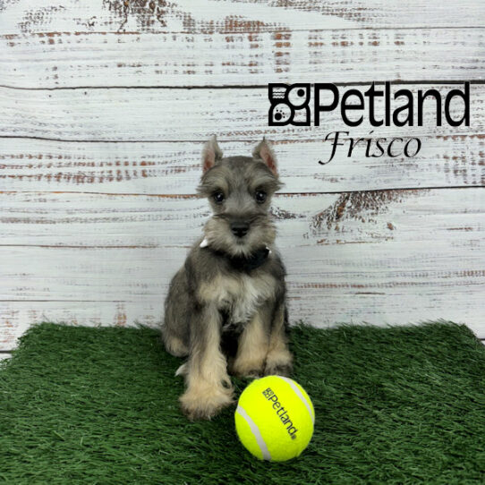 Miniature Schnauzer Puppies Petland Frisco, Texas