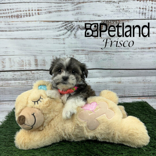 Petland Frisco, Texas Buy Puppies, Pet Supplies & Food